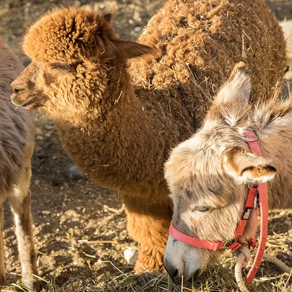 Alpaca