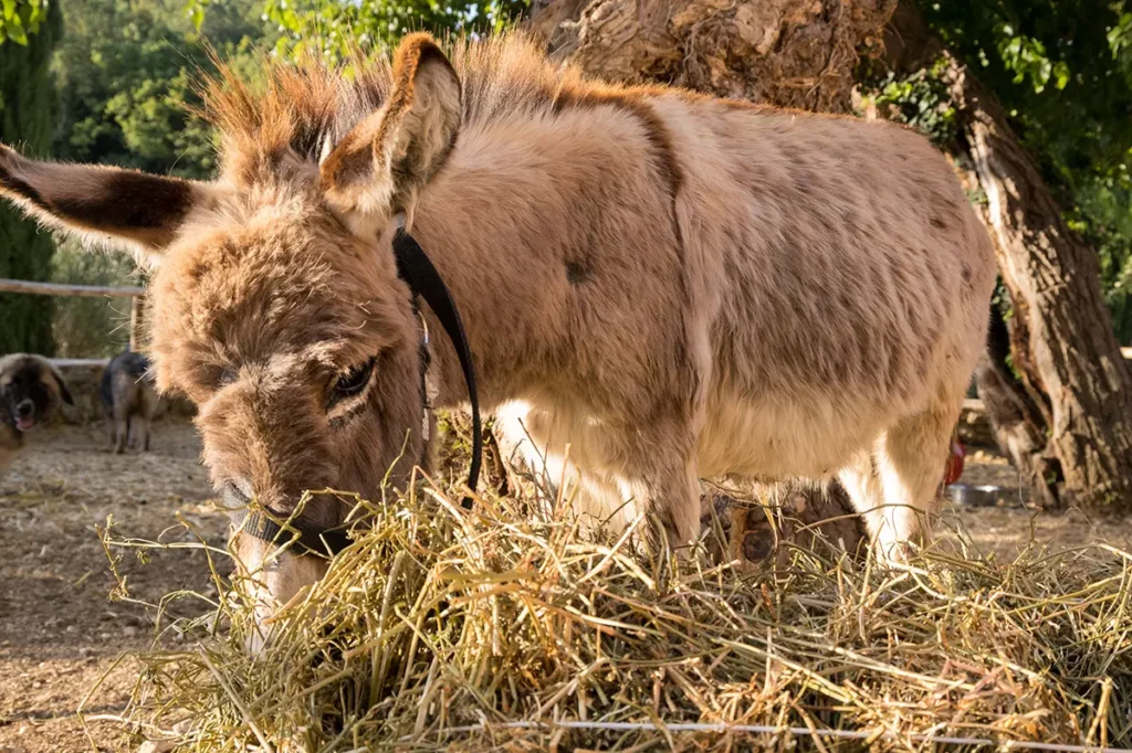 Animali al Borgo Incantato