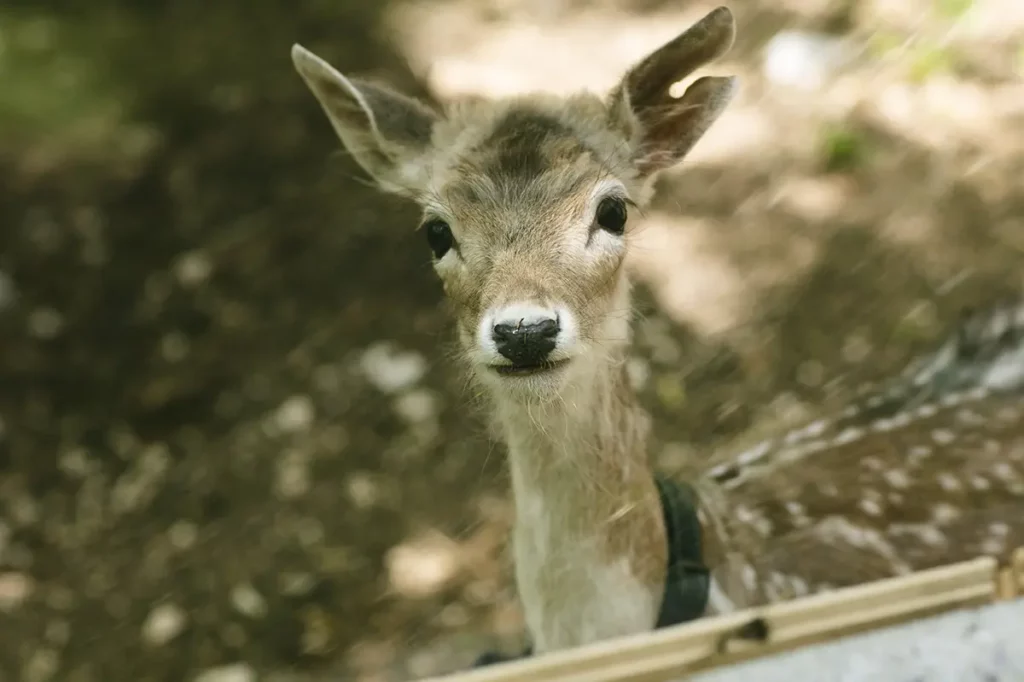 Animali al Borgo Incantato