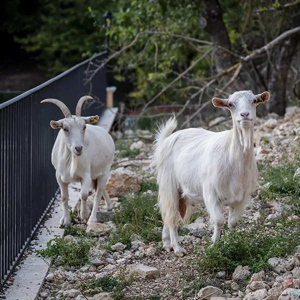 Hela e Barbara