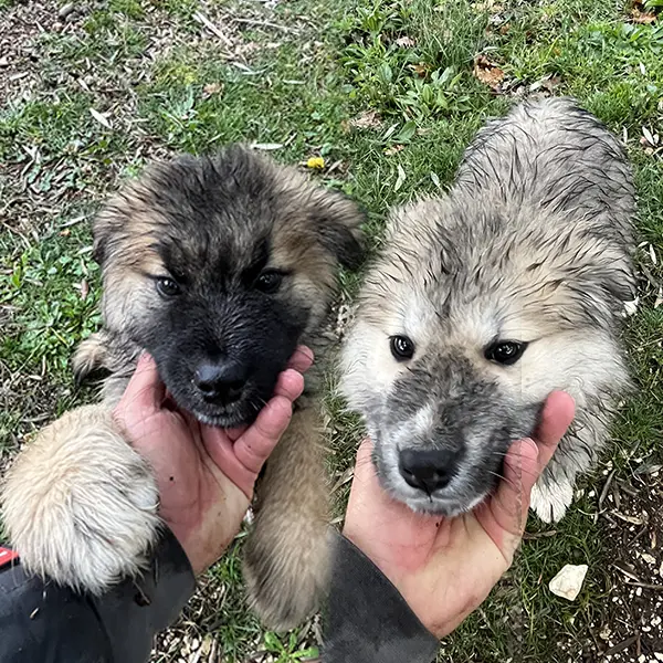 Azumi e Kori cuccioli