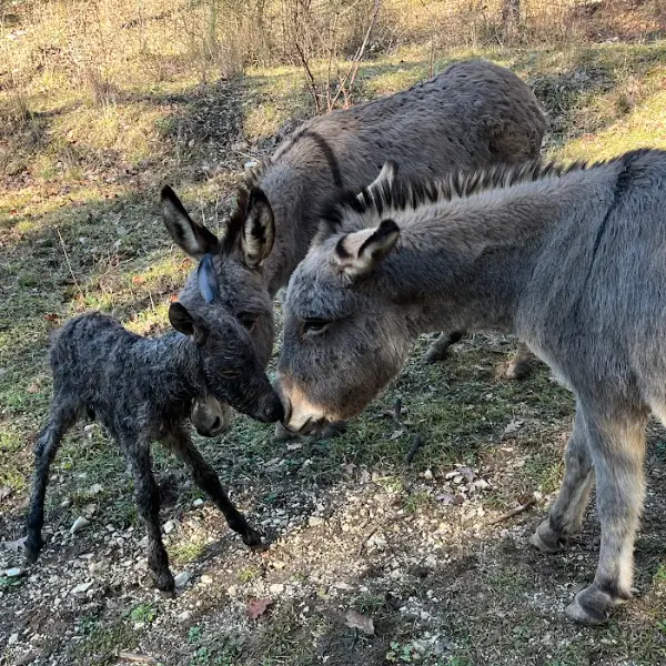 Famiglia di asinelli sardi