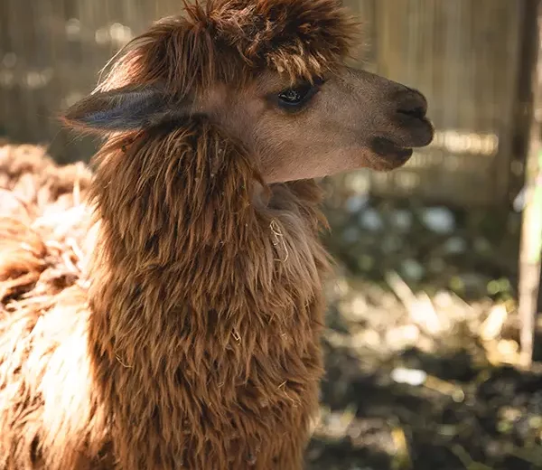 alpaca